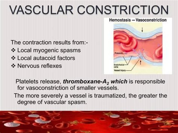 Which tissue is responsible for vasoconstriction