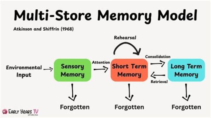 Who developed the stage model of memory