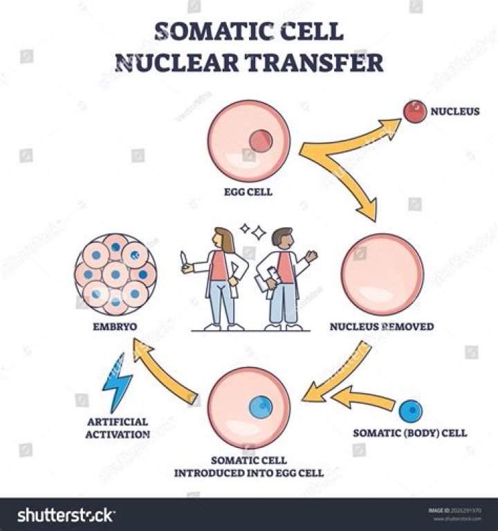 Who invented somatic cell nuclear transfer