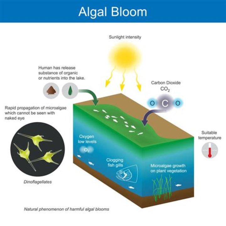 Why do algal blooms occur quizlet