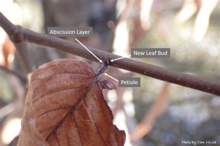 Why do trees shed leaves during winter