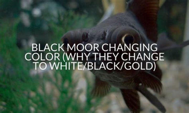 Why is my black Moor changing Colour