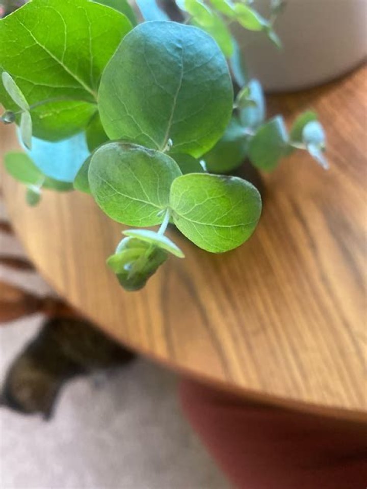 Why is my eucalyptus leaves turning brown