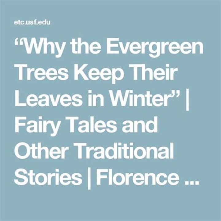 Why the Evergreen trees keep their leaves in winter