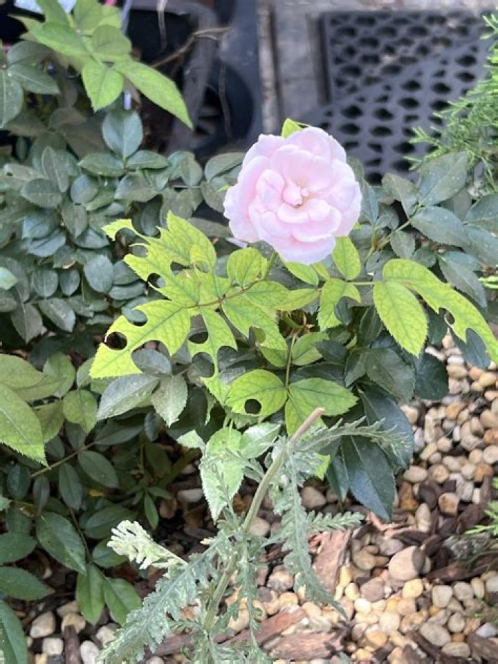 Why wont my rose bush grow