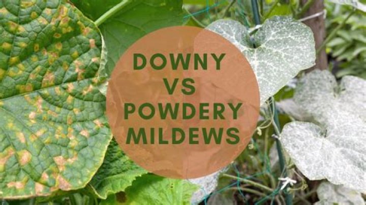 Will downy mildew kill my plants