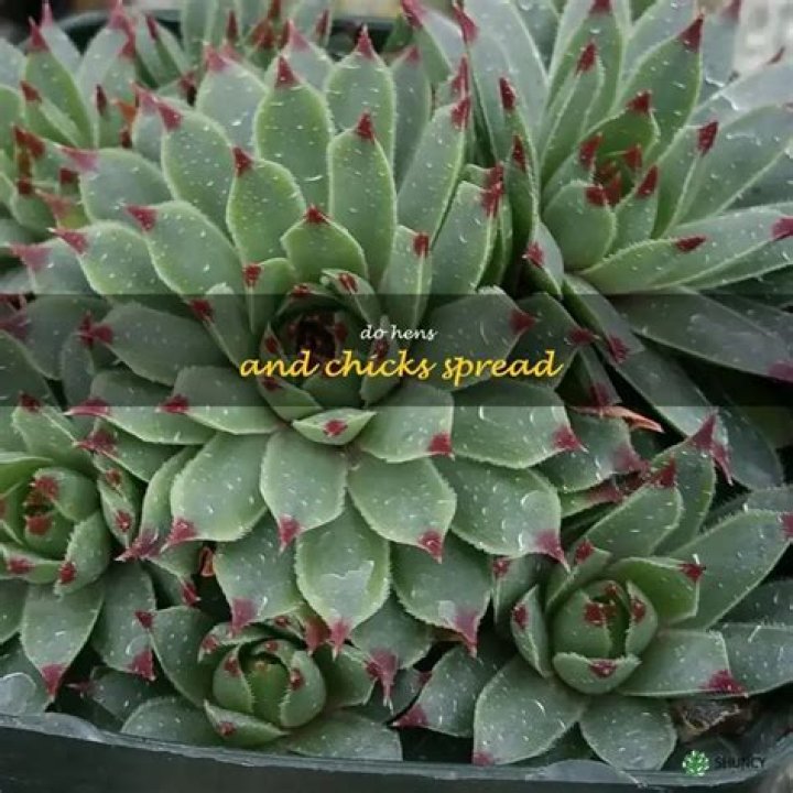 Will hens and chicks spread