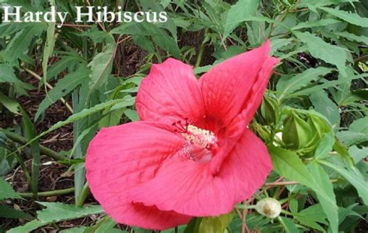 Will hibiscus come back after a freeze