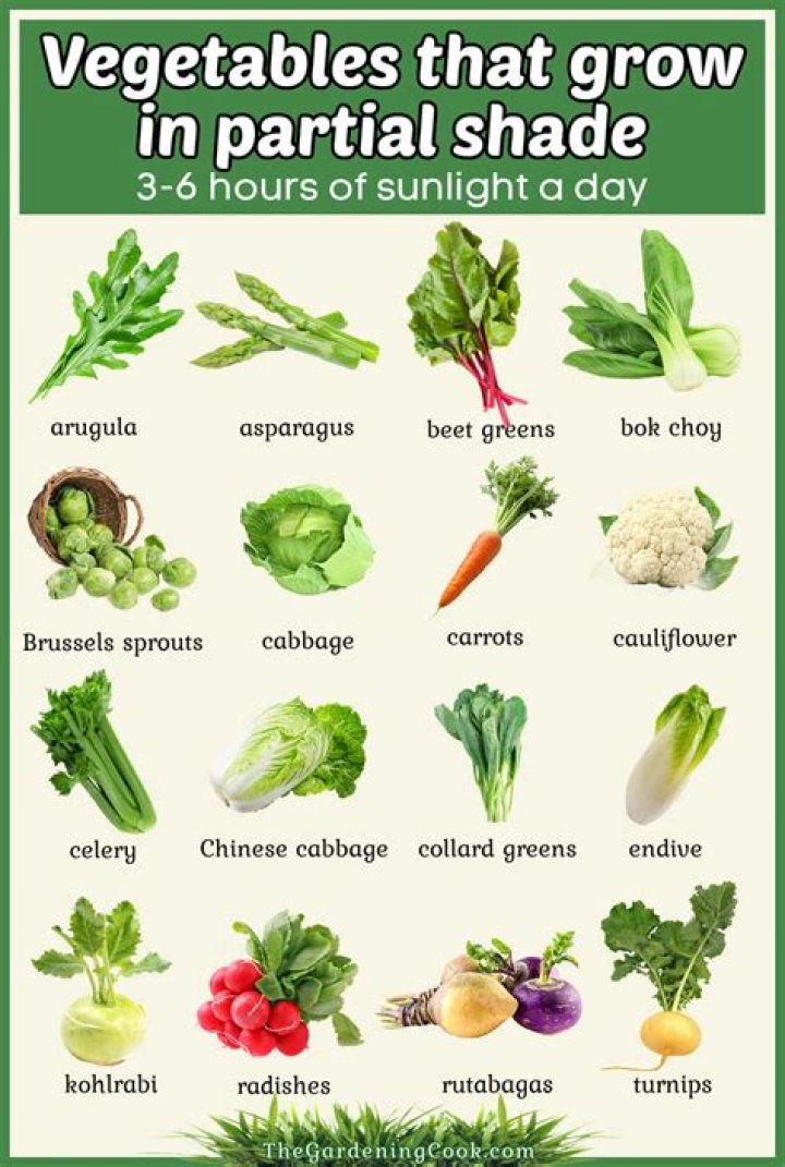 Will Hops grow in partial shade